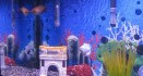 Setting up an Aquarium at Home 