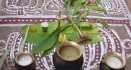 Pongal Festival