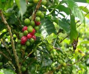 Coffee Estates for Sale in Sakleshpur