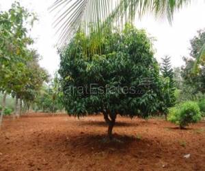 Quarter Acre Farmland for sale at JAIN FARMS