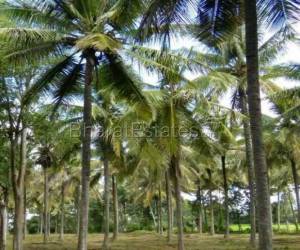 MYSORE BANGALORE ROAD AVAILABLE AGRICULTURAL LANDS FOR SALE  From 3 ACRES TO 50 ACRES  Agricultural farmland  with fencing  running bore wells, Developed Coconut  trees, Clear documents, ready to register, price negotiable, in fast growing city the property