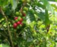 Coffee Estates for Sale in Sakleshpur