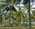 MYSORE BANGALORE ROAD AVAILABLE AGRICULTURAL LANDS FOR SALE  From 3 ACRES TO 50 ACRES  Agricultural farmland  with fencing  running bore wells, Developed Coconut  trees, Clear documents, ready to register, price negotiable, in fast growing city the property