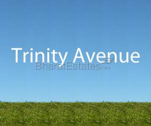 Trinity Avenue