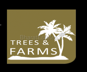 Coconut Farm for sale in Pollachi in 1 Acres