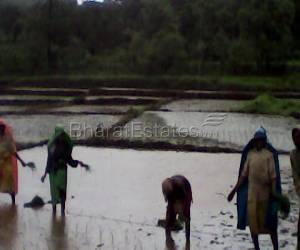 Agriculture Land for sale in Bardez Near Dodamarg