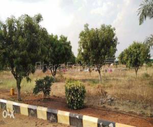 Mango Garden Layout Plots @ Moinabad.9949060079