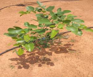 Residential in Green Acers, Jadcherla  Nagarjuna Sagar Road Hyderabad 10.0 Lakh