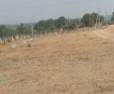 150 Sq-Yards Warangal Highway Facing Plots near Ghatkesar
