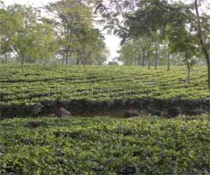  Orthodox Tea Gardens are ready to sell in Darjeeling & Dooars