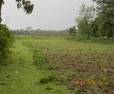 Land For Sale Near Alipurduar Just For 8 Lakhs