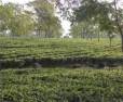  Orthodox Tea Gardens are ready to sell in Darjeeling & Dooars