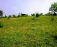 34,000 Sq. Feet Agriculture / Investment  land for sale in Tambhad  Near Pune 