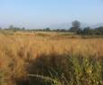 Agriculture land 2 Acer Sell At Ambiwali