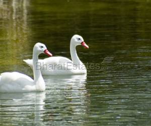 VUDA Approved Open Plots for sale in CHILUKURI BRUNDAVAN ESTATES,kapuluppada, visakhapatnam.