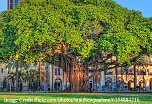 banyan-tree-bengaluru