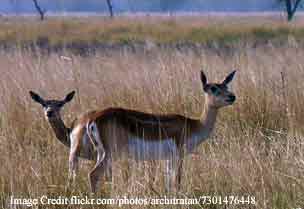 blackbuck-park