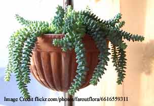 indoor-pot-plants