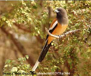 thor-bird-sanctuary-ahmedabad