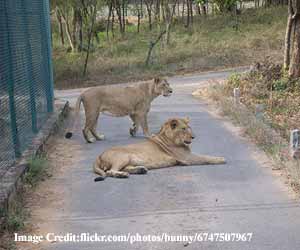 Bannerghatta-National-Park
