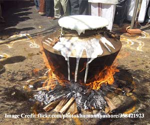 Thai-Pongal