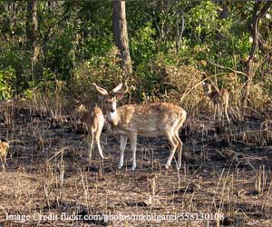 corbett-national-park