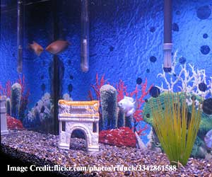 fish-tank