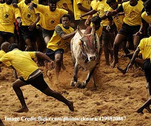jallikattu