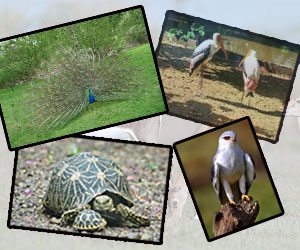 Guindy-National-Park