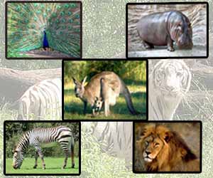 Nehru-Zoological-Park