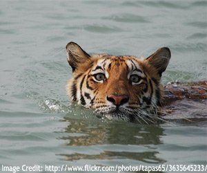 sundarbans