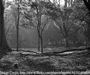 Indian-Botanical-Garden