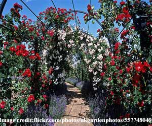 rose-pergola