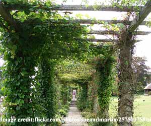 vine-pergola