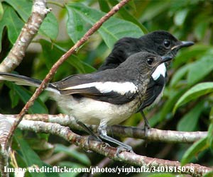 Mudumalai-Wild-Life-Sanctua