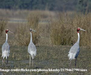 Sultanpur-Bird-Sanctuary